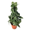 Scindapsus Pictus Silver Ann piramida
